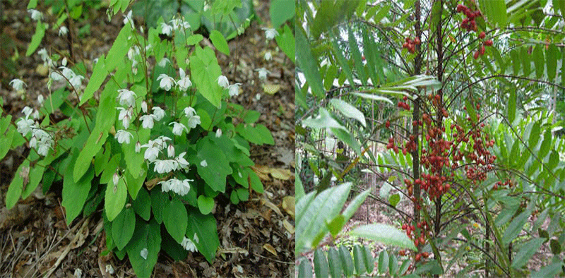 Hai dược liệu mới giúp tăng cường sinh dục nam