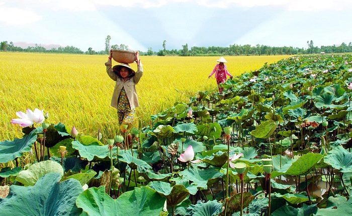 TÁI CƠ CẤU NÔNG NGHIỆP ĐỒNG THÁP
