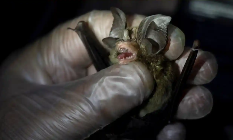 Khủng hoảng khí hậu có thể thúc đẩy các đại dịch trong tương lai