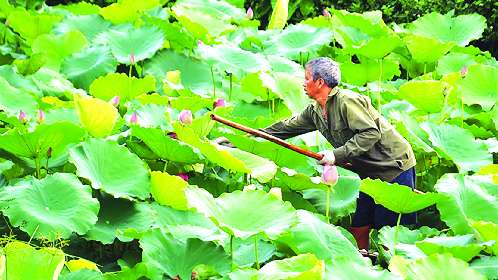 Đa dạng di truyền của loài sen châu Á trồng tại Việt Nam và Thái Lan