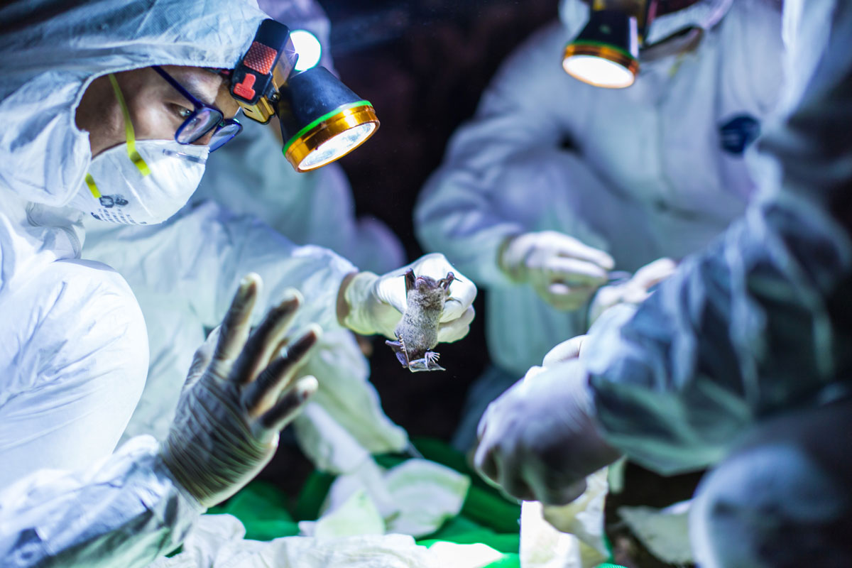 Thạch Chính Lệ và nguồn gốc của Covid-19 (phần 4)