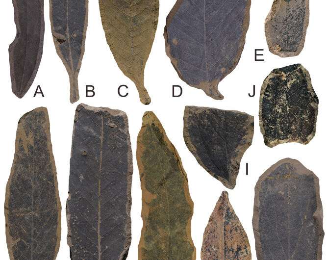 Khám phá loài thực vật hoá thạch mới tại Việt Nam