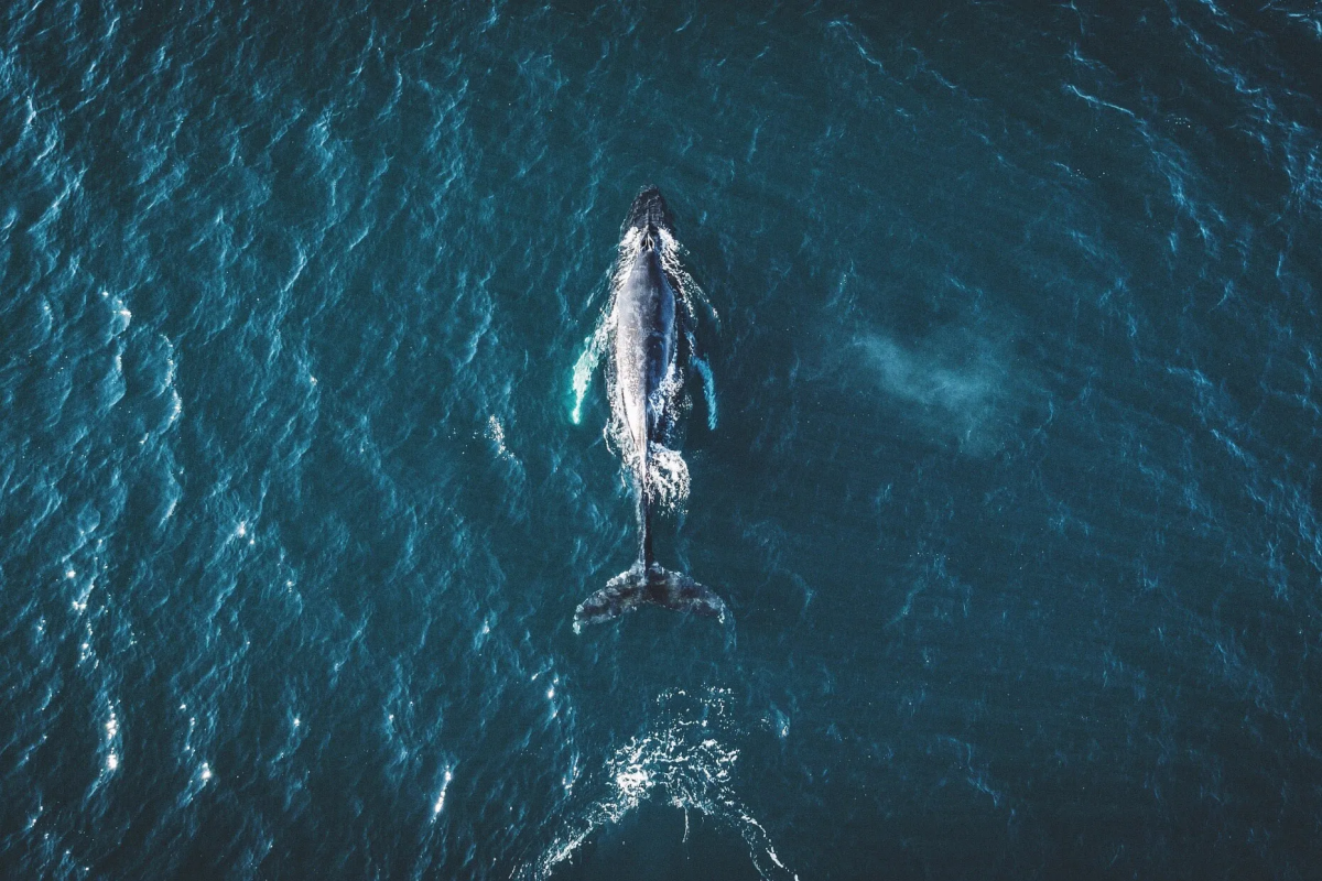 Âm thanh dưới lòng đại dương đang biến đổi