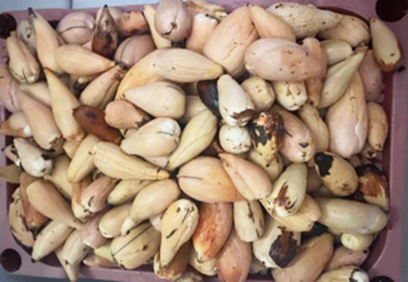 Chế phẩm từ hạt bơ tăng cường hệ miễn dịch cho tôm