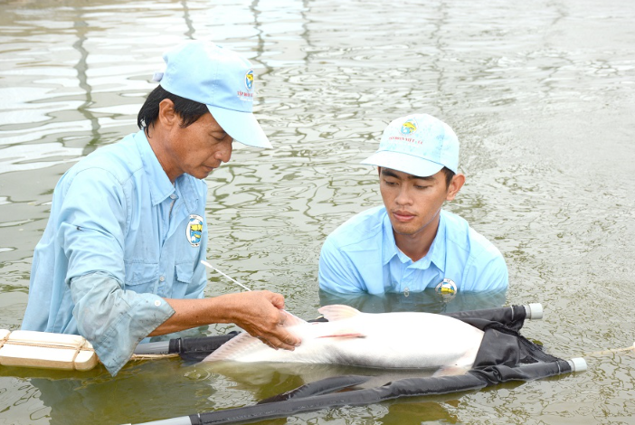 Nhân giống cá tra chịu mặn thành công