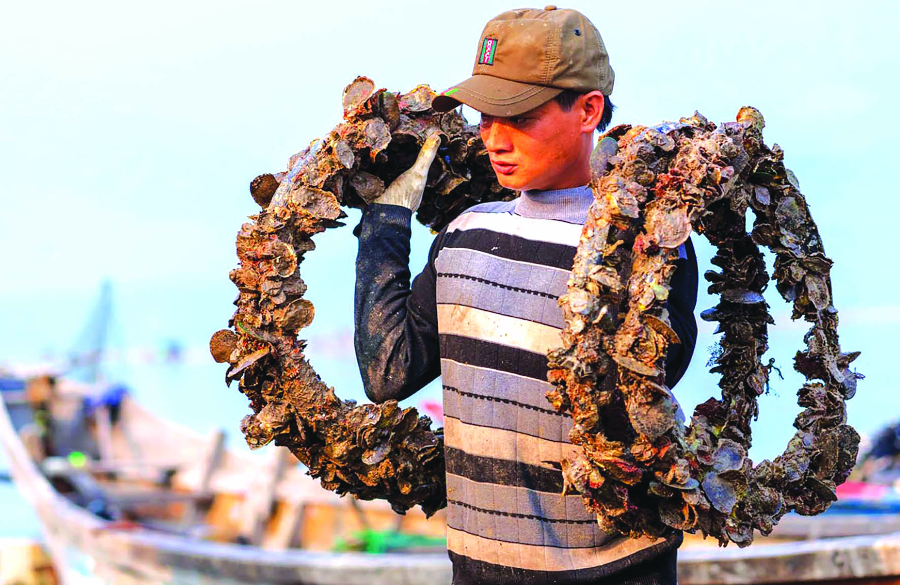 Phát hiện vi nhựa tích tụ trong hàu ở Đà Nẵng