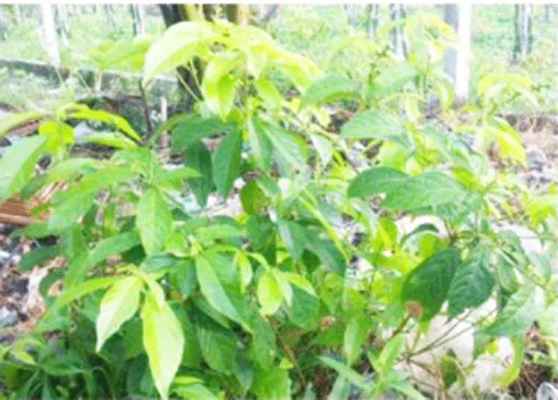 Phương pháp nuôi cấy mô giúp nhân giống dược liệu bọ nẹt