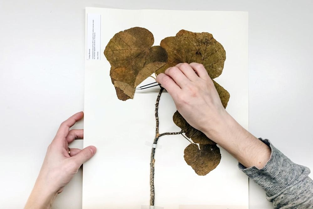 Những bông hoa tuyệt chủng: Mùi hương thế nào ?