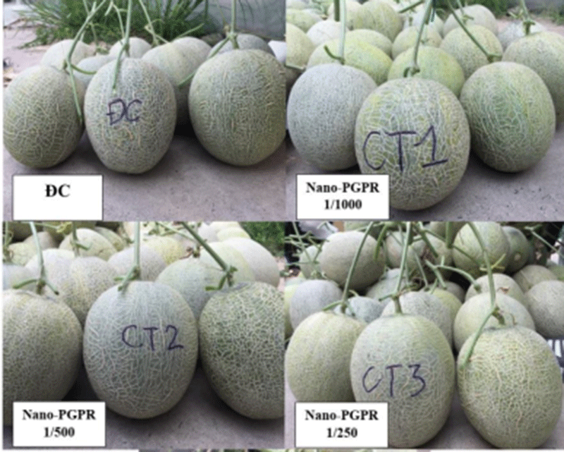 Chế phẩm giúp trị bệnh giả sương mai trên cây dưa lưới