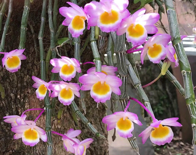 Bảo tồn và lai tạo một số giống lan rừng quý hiếm