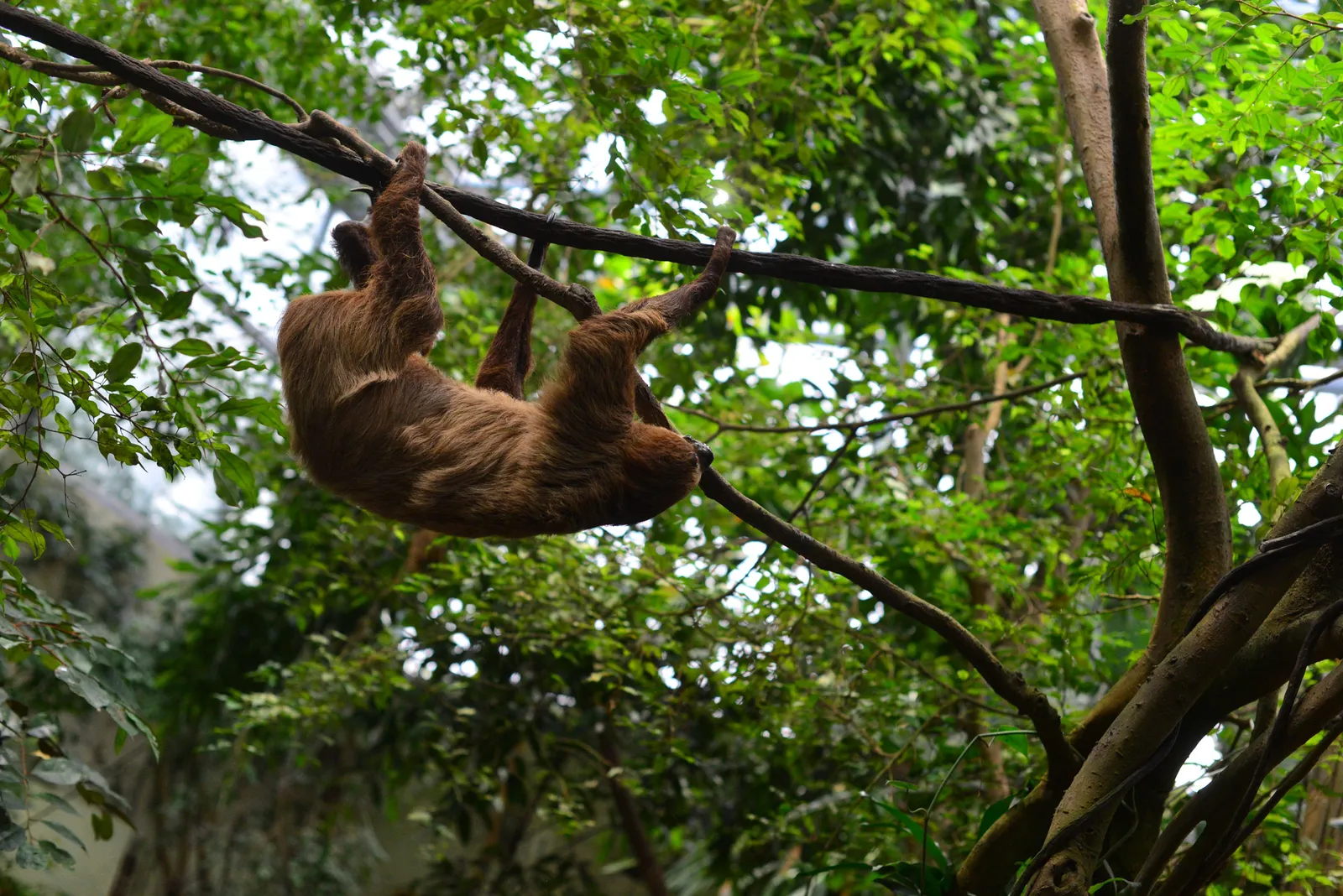 Kỹ thuật mới giúp thu được DNA của động vật từ trong không khí