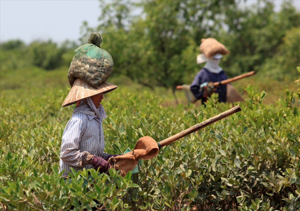 Vi nhựa trong trầm tích mặt ở cửa sông Ba Lạt