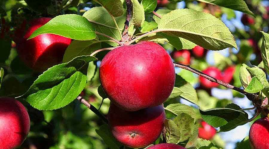 Cảm biến nano phát hiện thuốc trừ sâu trên hoa quả trong vài phút