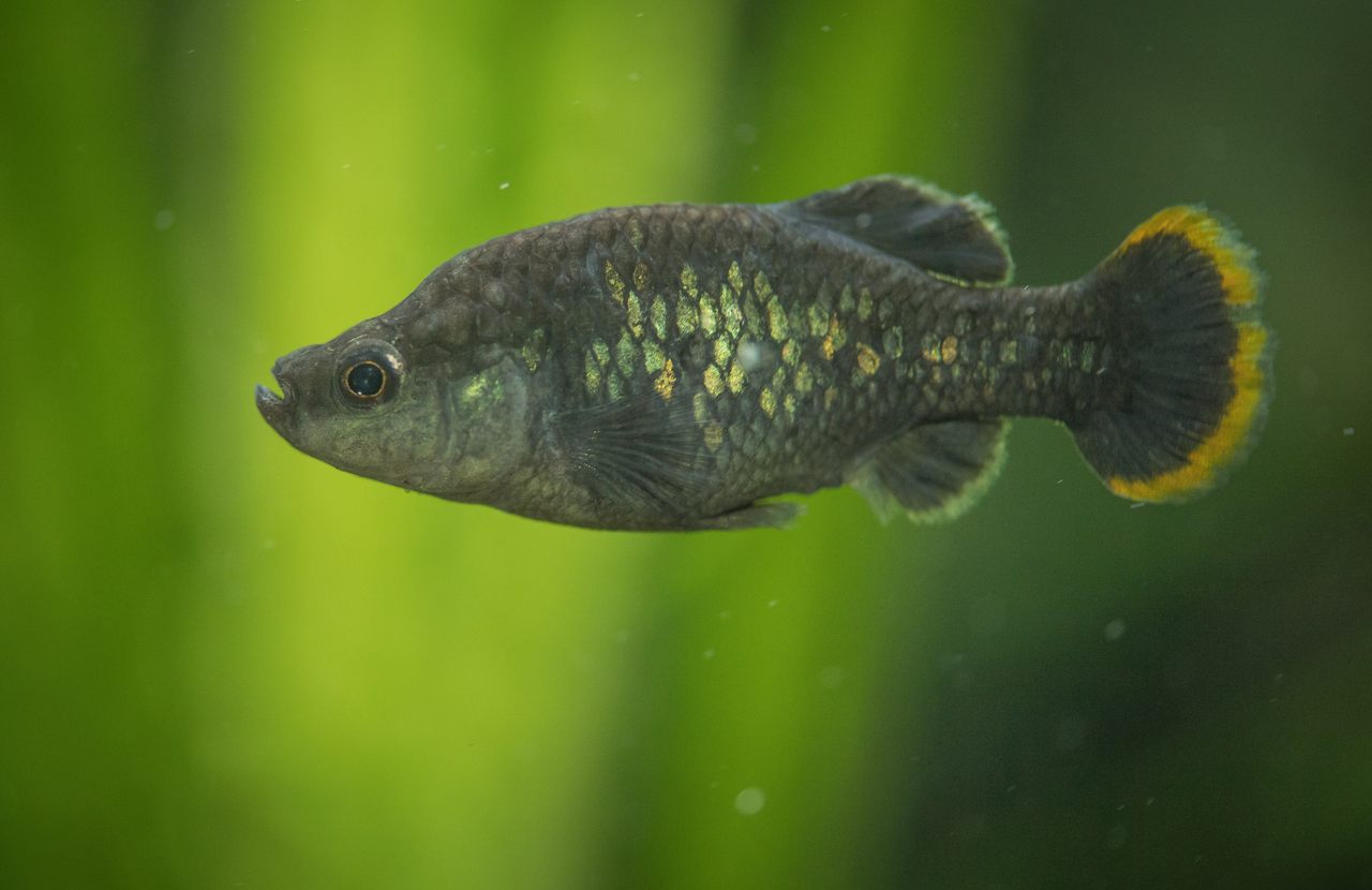 Các nhà khoa học hợp tác với người dân để cứu lấy loài cá nhỏ Mexico