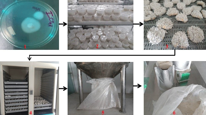 Quy trình sản xuất, có khả năng phòng trừ nhện đỏ hai chấm gây hại trên cây trồng