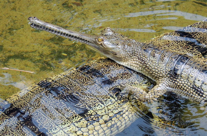 21% các loài bò sát đang bị đe dọa