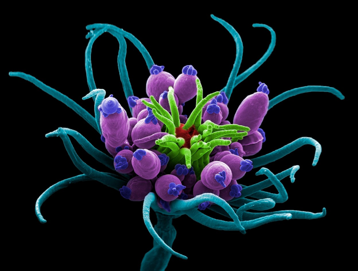 Vẻ đẹp trong các hiện tượng khoa học giúp các nhà nghiên cứu thêm kiên trì