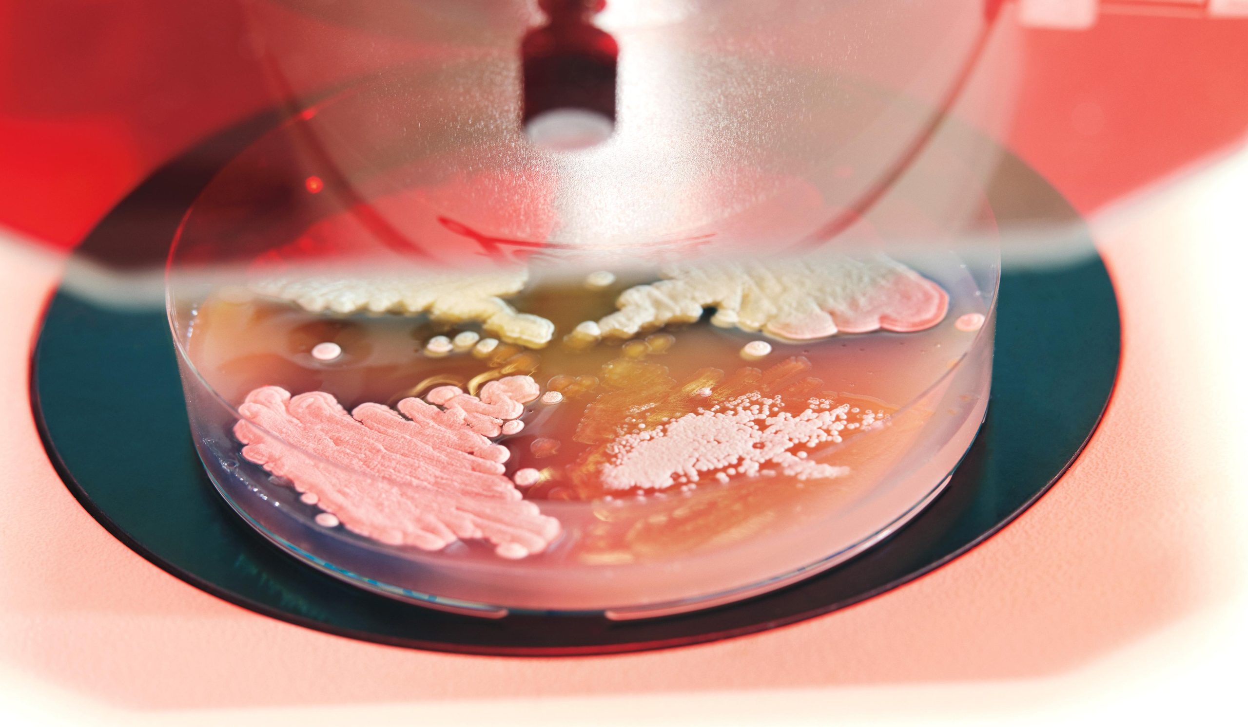 Phát hiện những vi khuẩn mới giúp giảm thiểu tình trạng kháng kháng sinh