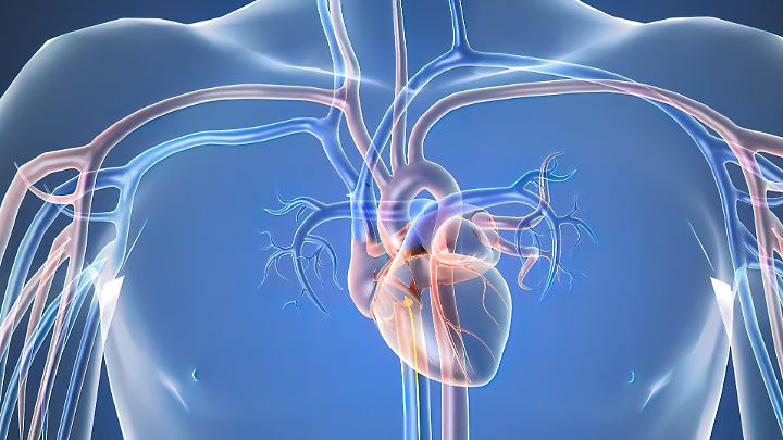 Oxytocin có thể chữa lành và phục hồi tim