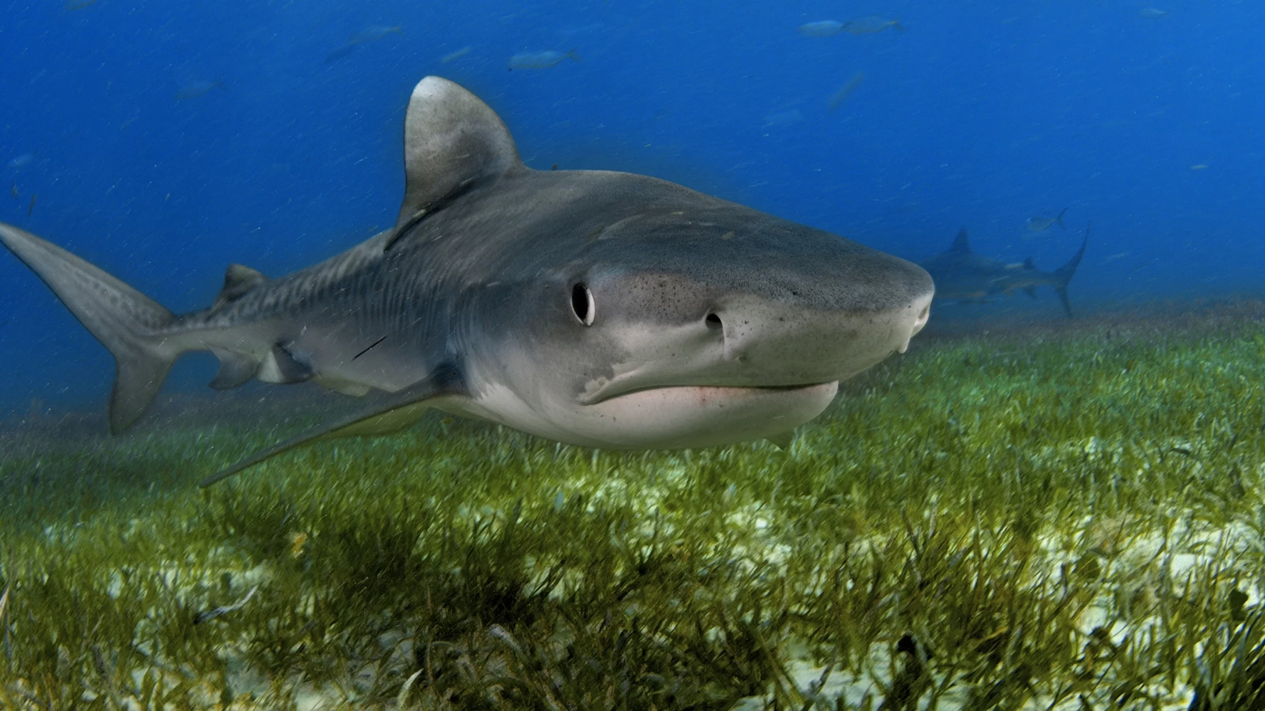 Cá mập hổ giúp ước tính quy mô hệ sinh thái cỏ biển ở Bahamas