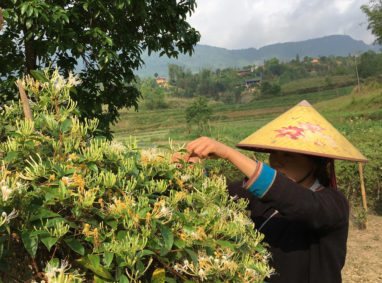 Ba giai đoạn biến cây thuốc thành tiền