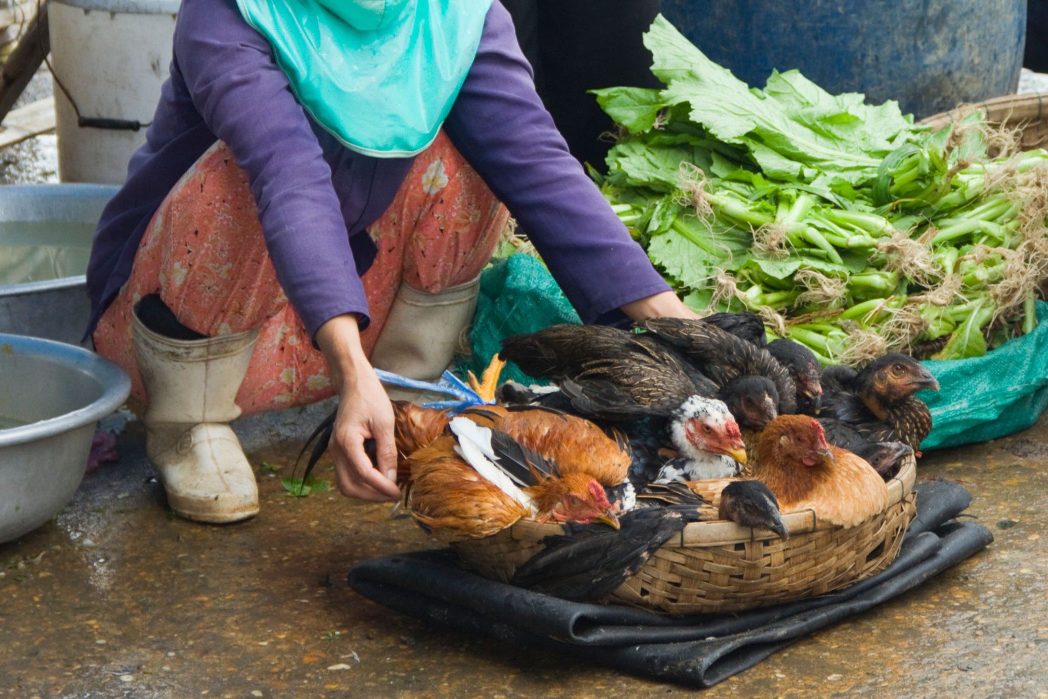 Tiêm vaccine cúm gia cầm ở Việt Nam: Trước ngã ba đường