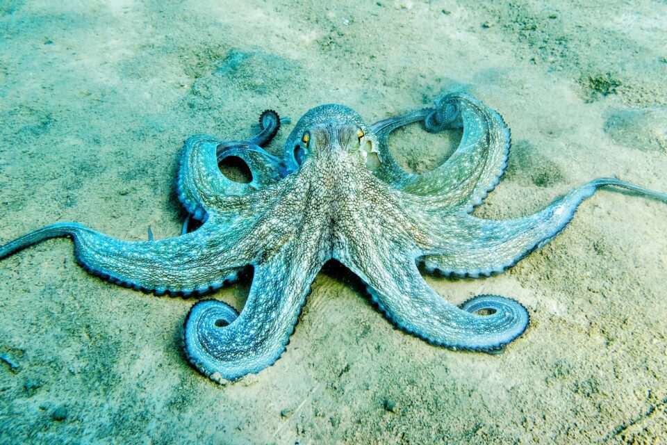 Mô hình được sinh học gợi ý mở cánh cửa cho kiểm soát robot mềm