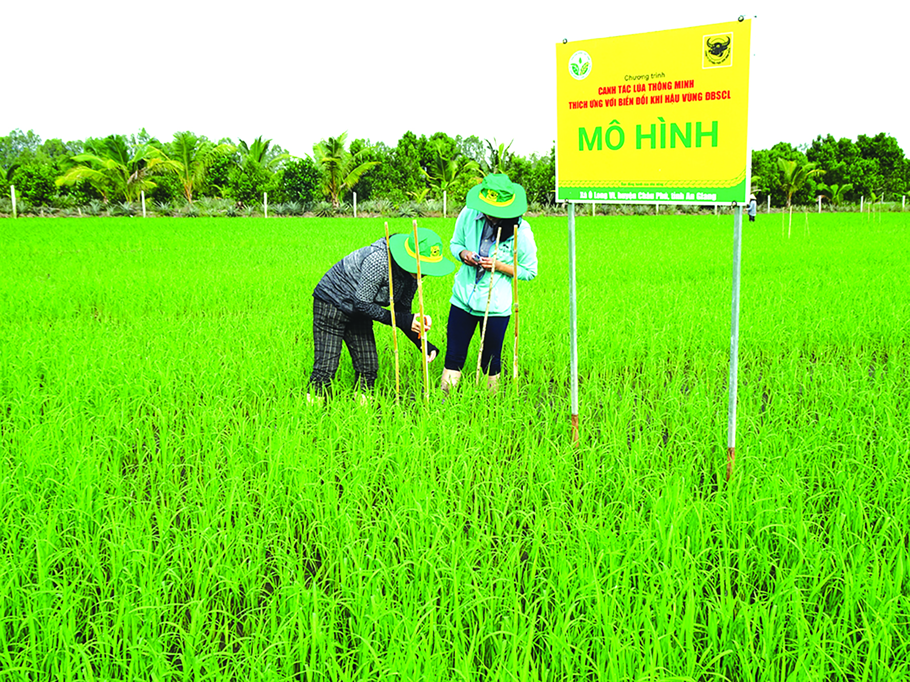 ĐBSCL: Nông hộ nhỏ khó chuyển đổi sang mô hình canh tác lúa bền vững