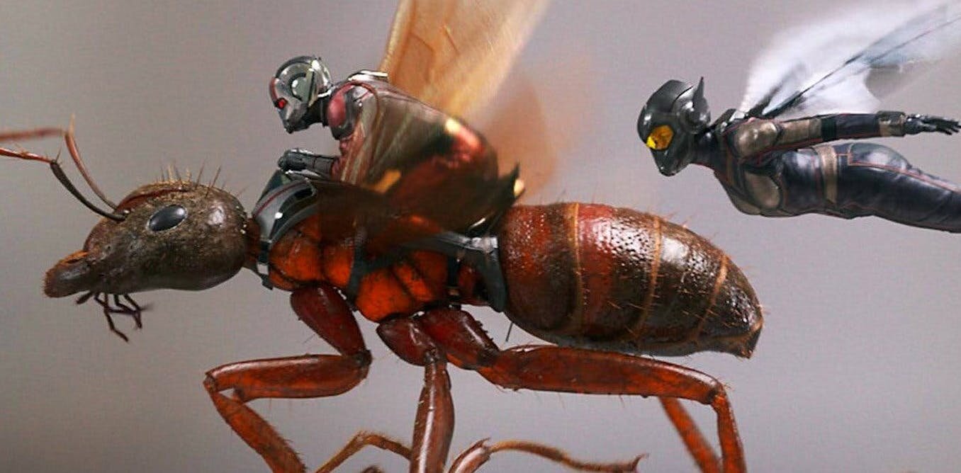 Phim Người kiến mới khai thác một phần sức mạnh phi thường của loài kiến