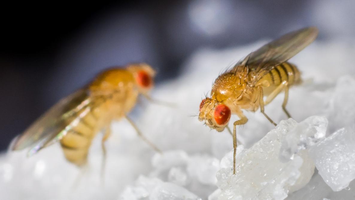 Công bố 74.000 bức ảnh não ruồi giấm cho nghiên cứu khoa học thần kinh