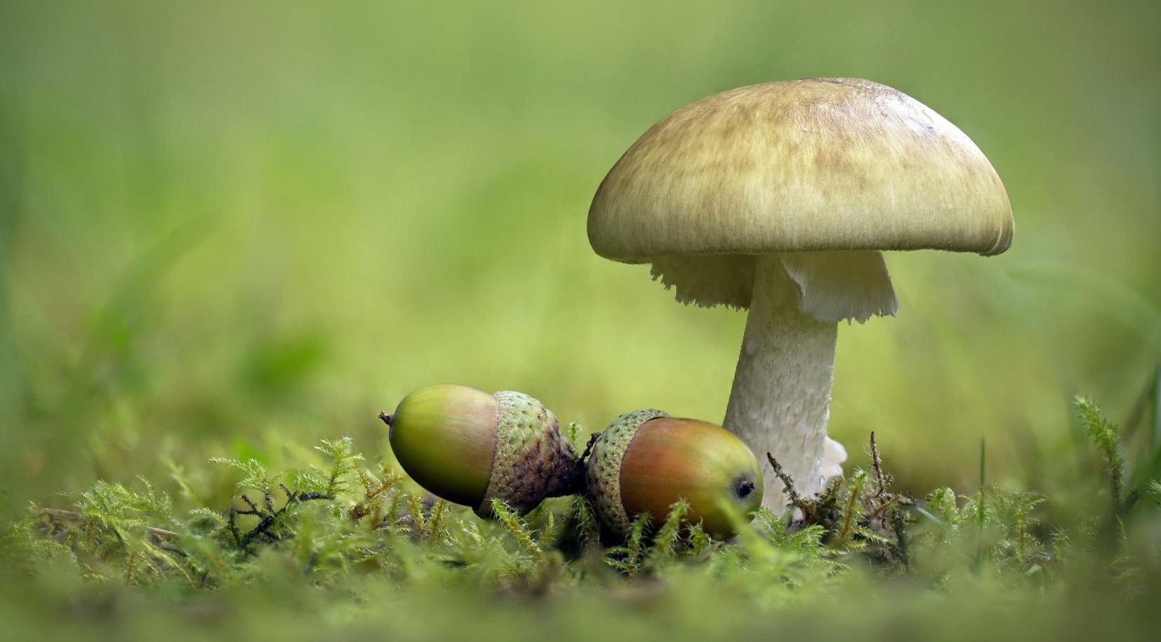 Tìm thấy chất kháng loại nấm độc nguy hiểm nhất với con người