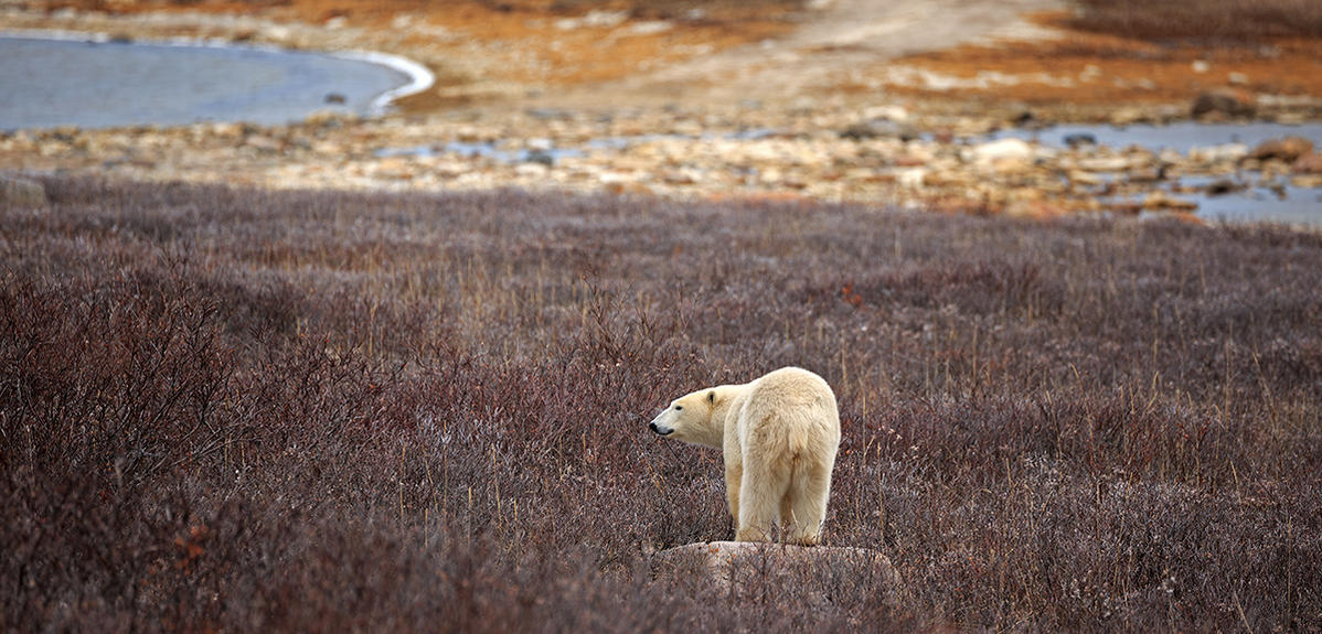 Khủng hoảng khí hậu và khủng hoảng đa dạng sinh học: Hai mặt của một đồng xu