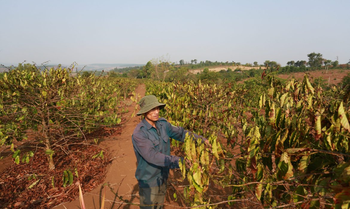 Cà phê Tây Nguyên – Những cơn khát