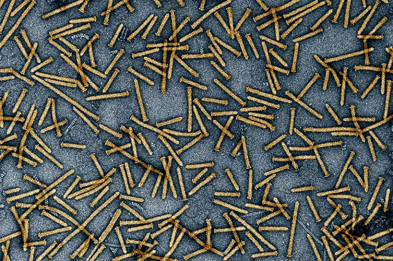 Các “ống tiêm” vi khuẩn chở các protein vào tế bào người