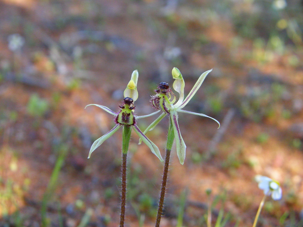 Cơ sở dữ liệu toàn cầu về gần 3.000 loài lan: Sự đa dạng của các chiến lược thụ phấn