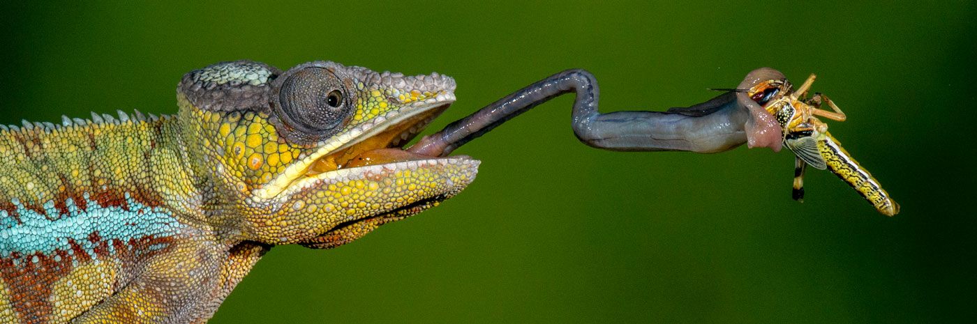 Cái lưỡi định hình sự sống 