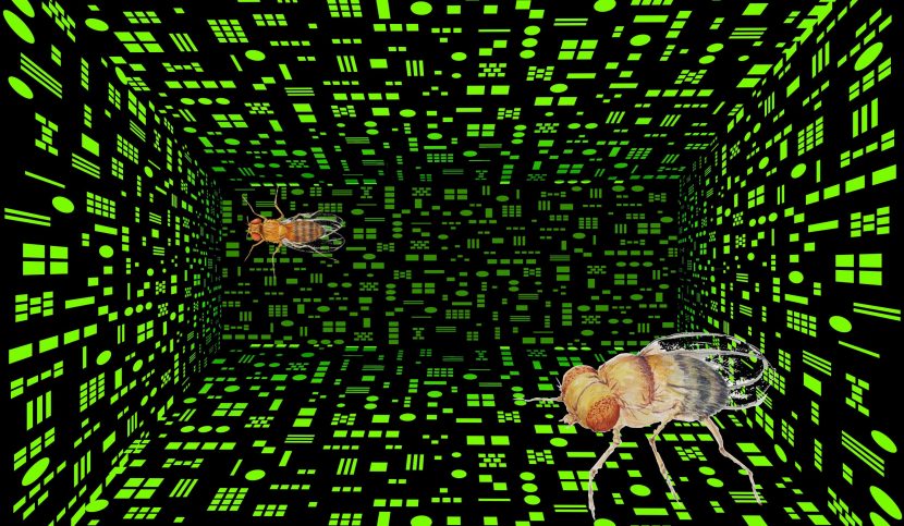 Ruồi giấm có thể phân biệt số lượng