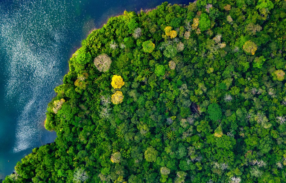 Sự tương đồng giữa các giống loài: Mấu chốt của sự đa dạng