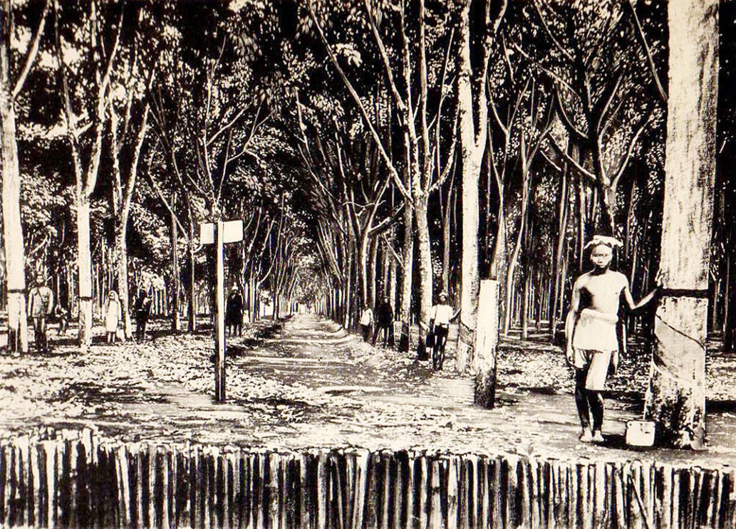 Phận người dưới tán cao su
