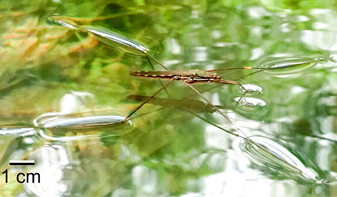 Mô hình toán học giúp phát hiện cơ chế nhảy mới của loài gọng vó lớn 
