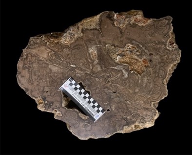 Nghiên cứu, thu thập một số loại gỗ hóa thạch ở Việt Nam phục vụ trưng bày cho hệ thống Bảo tàng Thiên nhiên Việt Nam