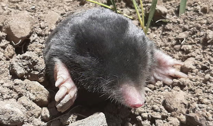 Phát hiện hai loài chuột chũi mới