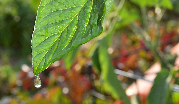 Nghiên cứu cơ chế vận chuyển nước dọc kênh dẫn