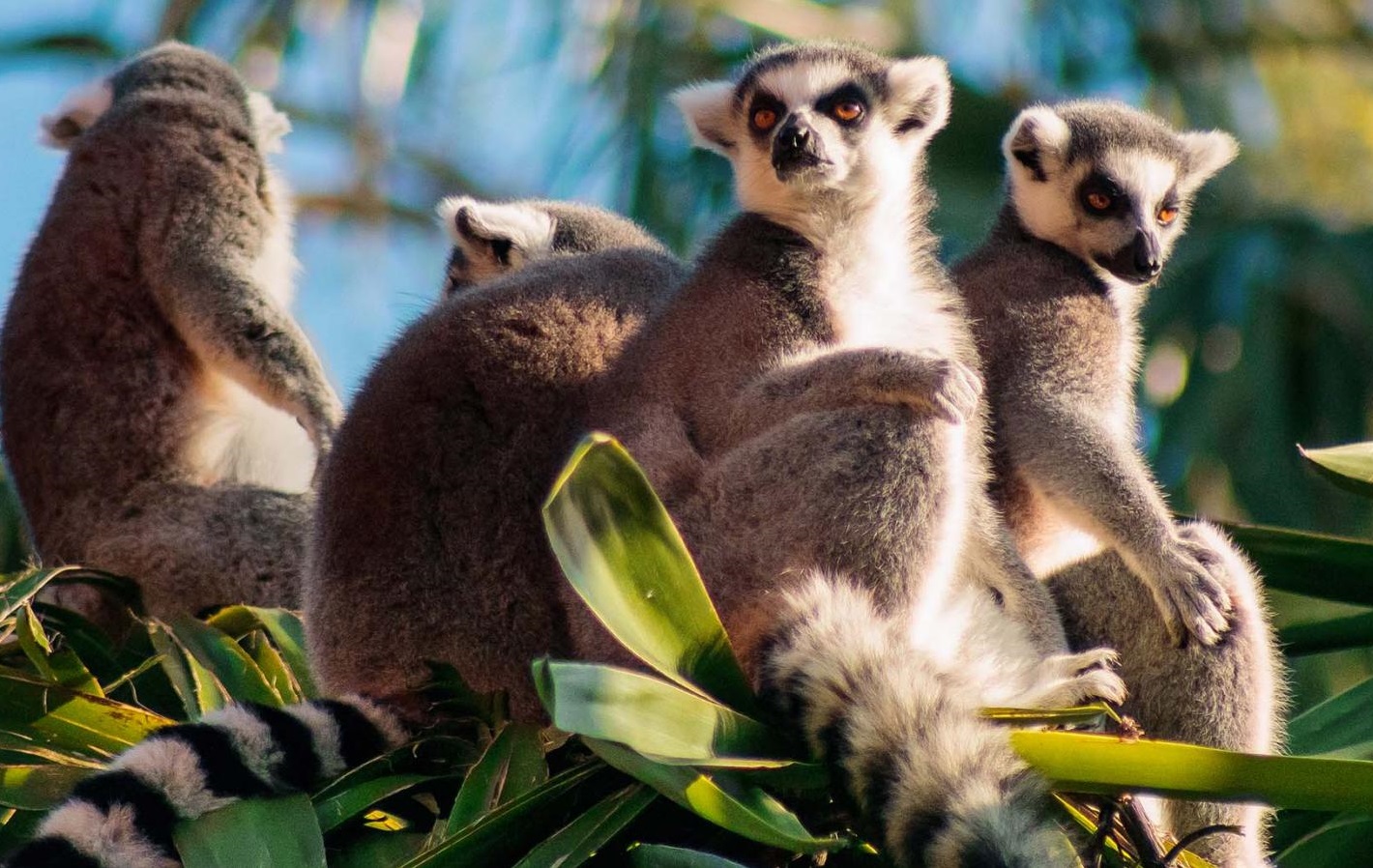 Lượng mưa ảnh hưởng đến sự đa dạng của động vật