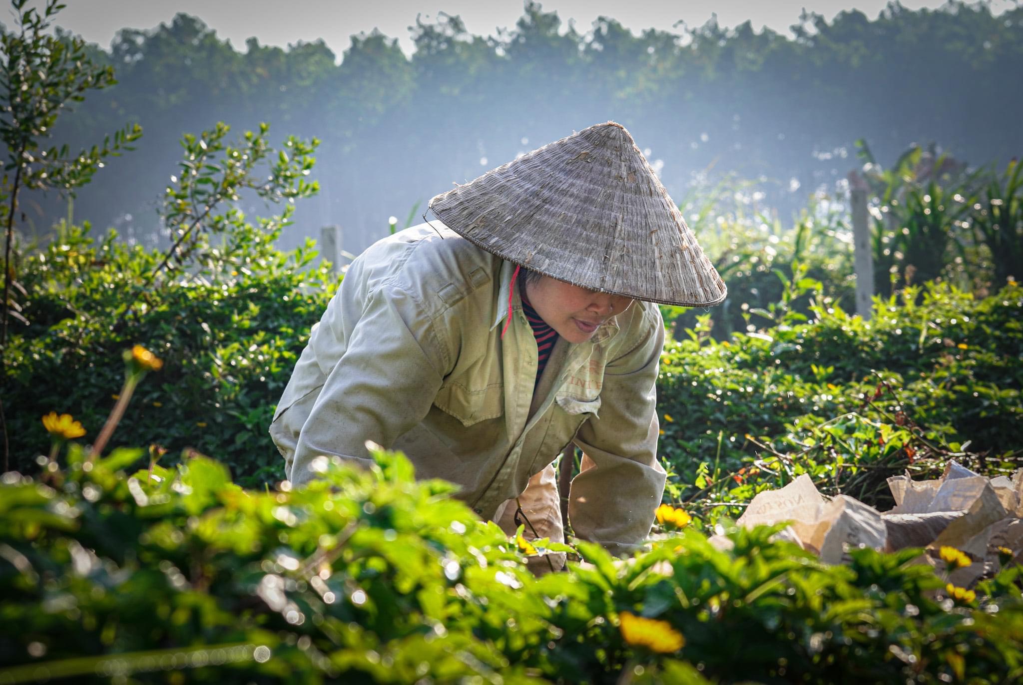 HTX Sinh Dược: Phát triển bền vững từ nguồn dược liệu bản địa