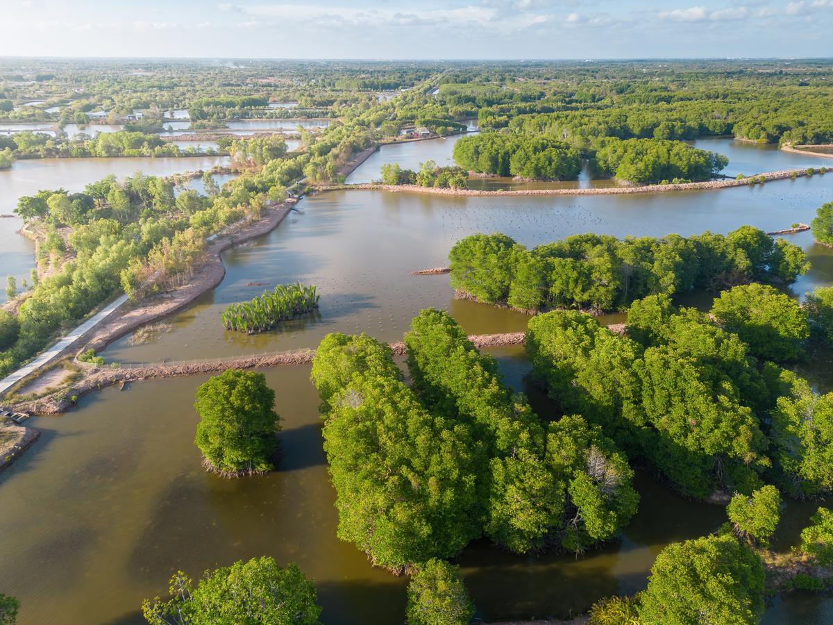 Rủi ro với mô hình nuôi tôm dưới tán rừng ngập mặn 
