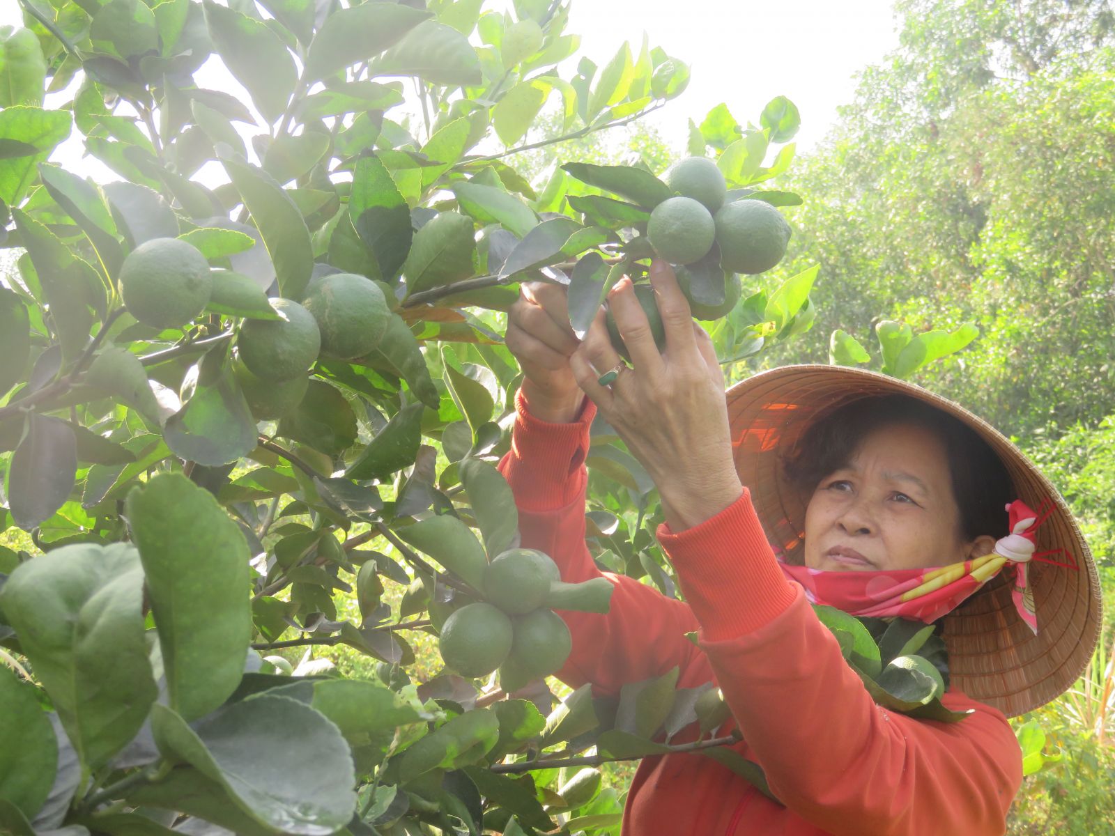 Công nghệ cô đặc lạnh bảo toàn dinh dưỡng cho nước trái cây