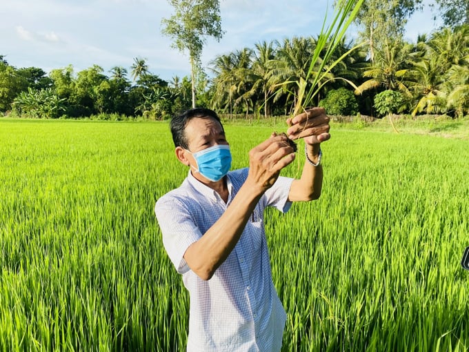 EMUNIV – Chế phẩm xử lý nhanh rơm rạ tại ruộng