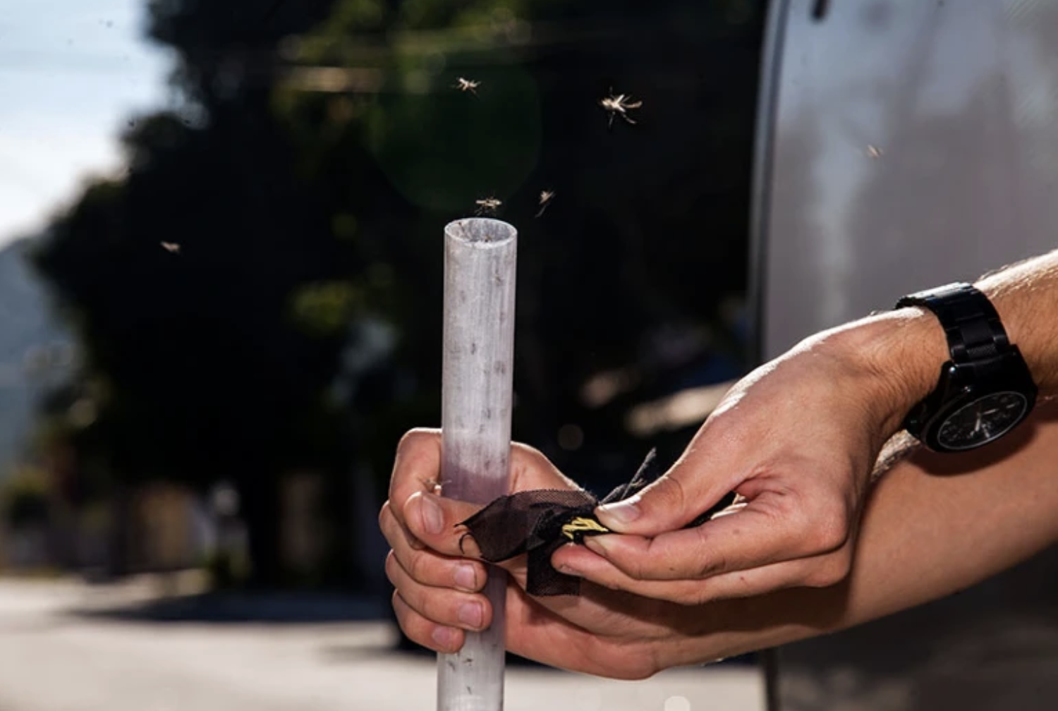 Phương pháp thả muỗi vằn mang vi khuẩn Wolbachia có thực sự hiệu quả?