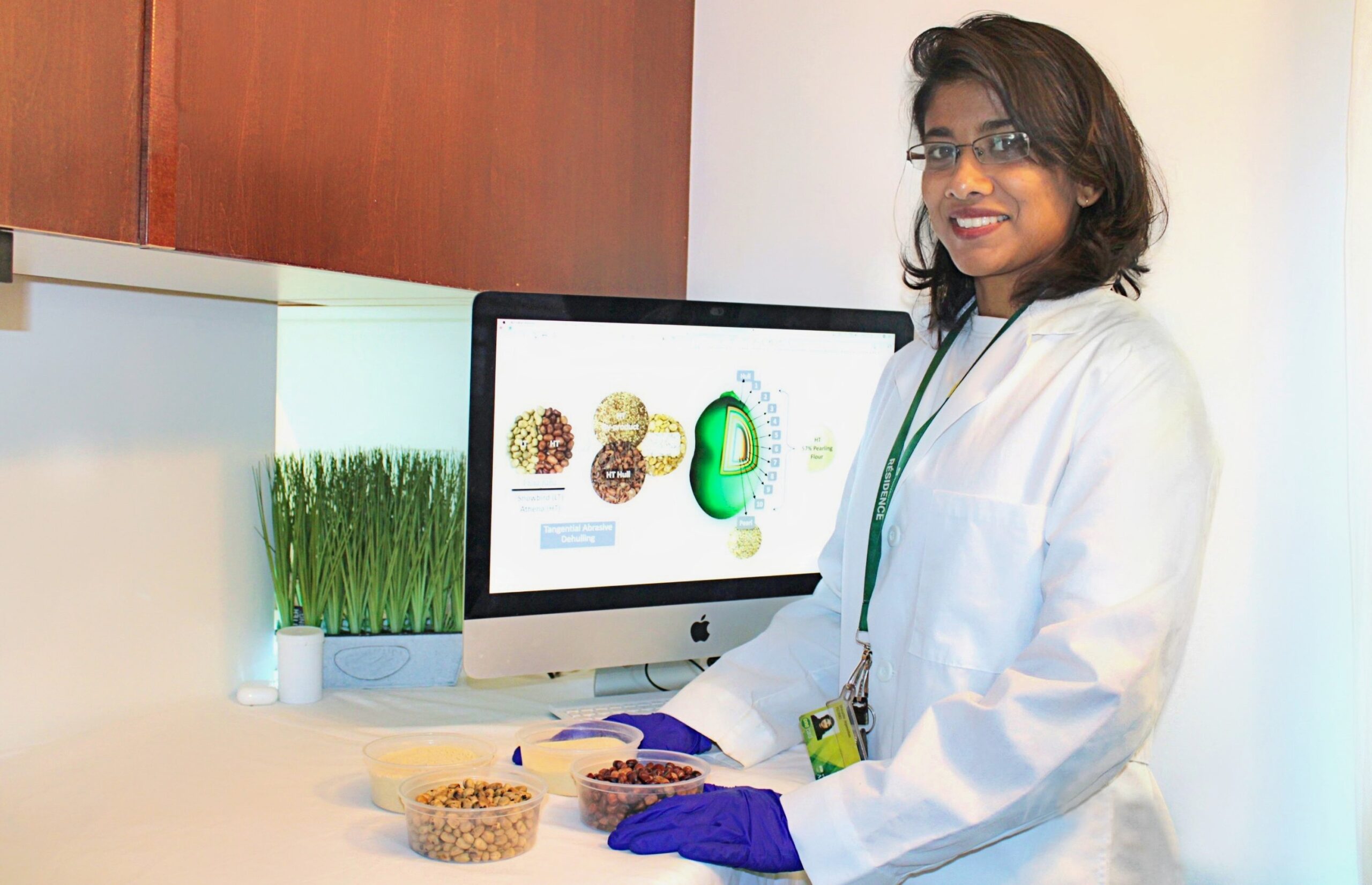 Đưa đậu răng ngựa trở thành một nguồn protein tốt hơn